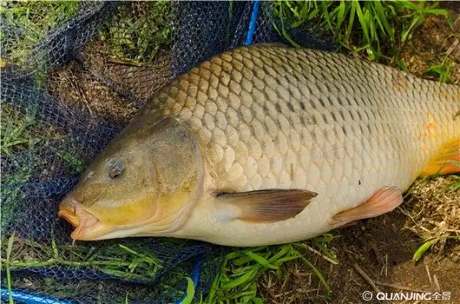 鲤鱼图片_图片大全