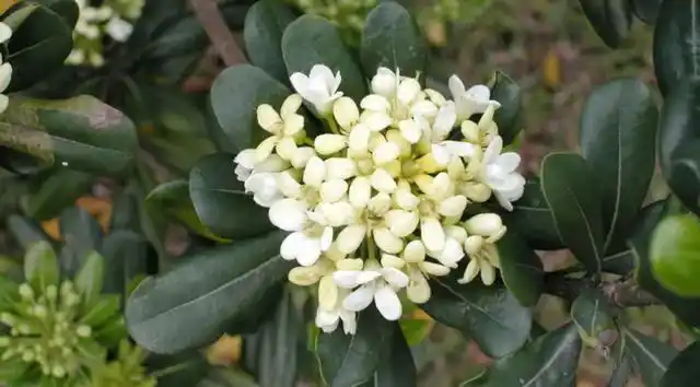 这种植物味道芳香,人称"七里香",是一种值得种植的观赏植物