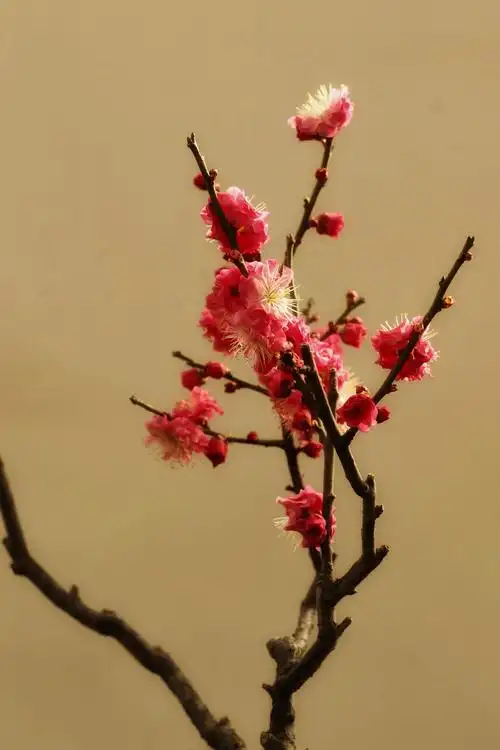 梅花冬韵——摄于2021年元月中山公园塘花坞