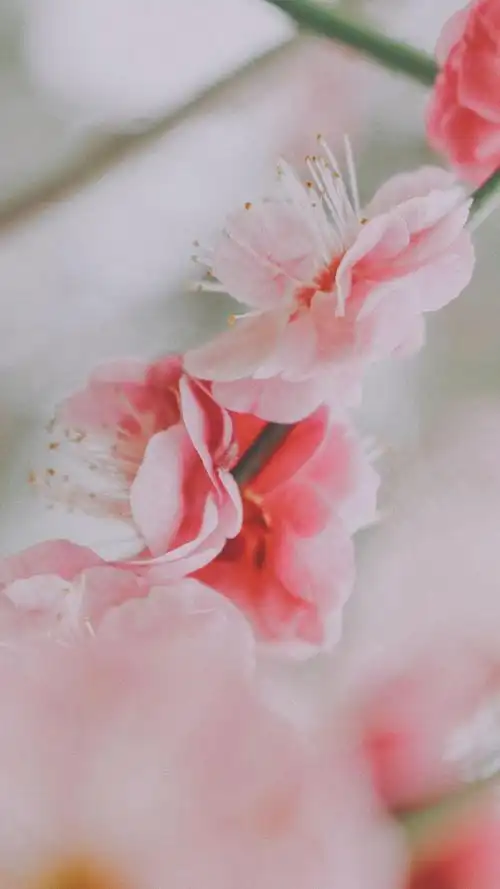 桃花,清新,唯美,意境,壁纸唯美桃花意境