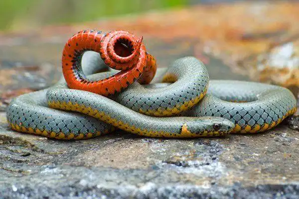 环箍蛇长什么样子图片 为什么吃自己的原因