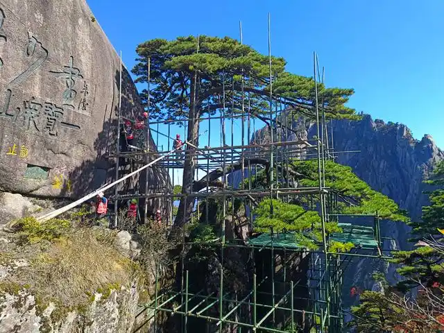 安徽黄山千年迎客松迎来第五次全面体检