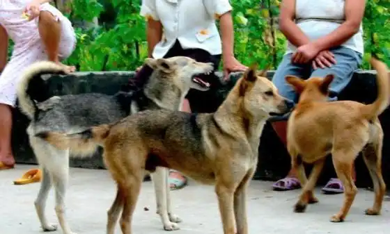 哈巴狗是什么品种的狗,哈巴狗是土狗吗图片(哈巴狗是土狗吗) - 网络