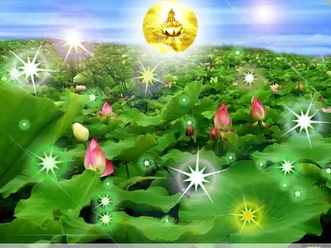 【引用】莲花人生 清净莲花(二)