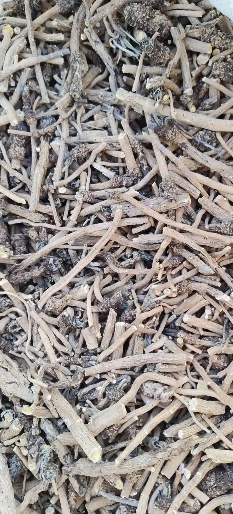 板蓝根,鱼腥草,薄荷,荆芥,紫苏叶,防风,高良姜,蒲公英,瞿 - 抖音