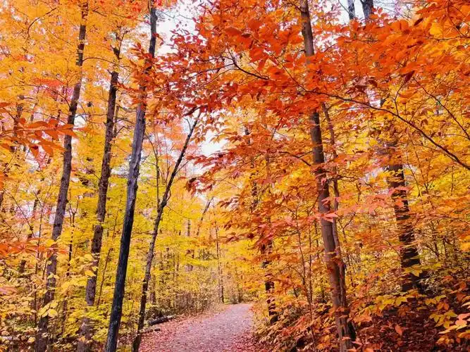 加拿大枫叶已红