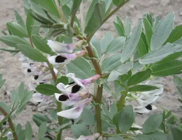 有一句歇后语是说蚕豆的:蚕豆开花---黑了心