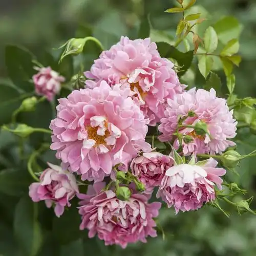 灌木月季虹越庭院花园银禧庆典诗人人的妻子月季