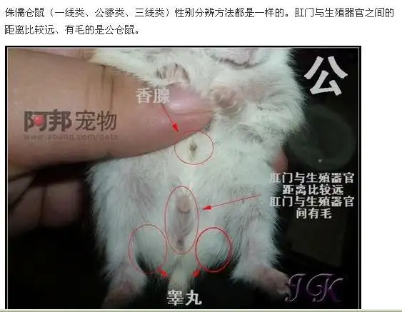 侏儒仓鼠还是熊类仓鼠,5-17天左右,可以用是否能看见乳头分辨仓鼠性别