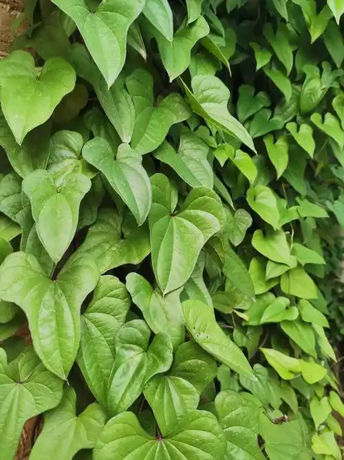 植物讲解员 田浩宇 讲解题目:山药