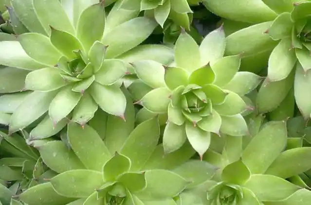 盆栽的佛座莲慢慢长大,是时候学会如何换盆了!