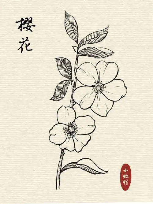 线描练习|花卉速写|浪漫不过樱花(附过程)