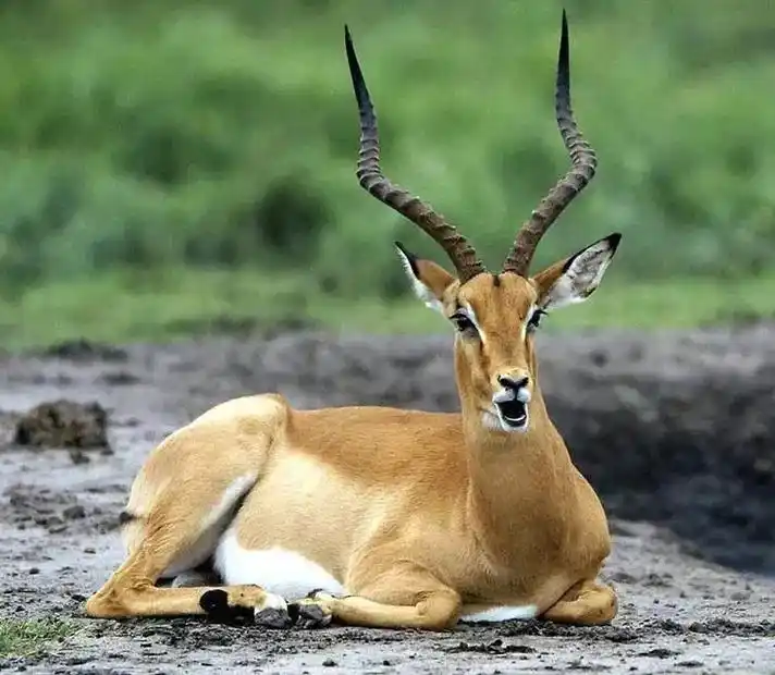 藏羚羊(学名:pantholops hodgsonii):体 - 抖音