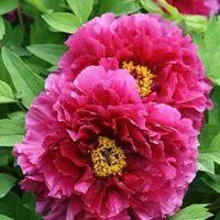 国花高贵的牡丹花朵头像的高清图片,微信花草植物头像栏目提供更多与