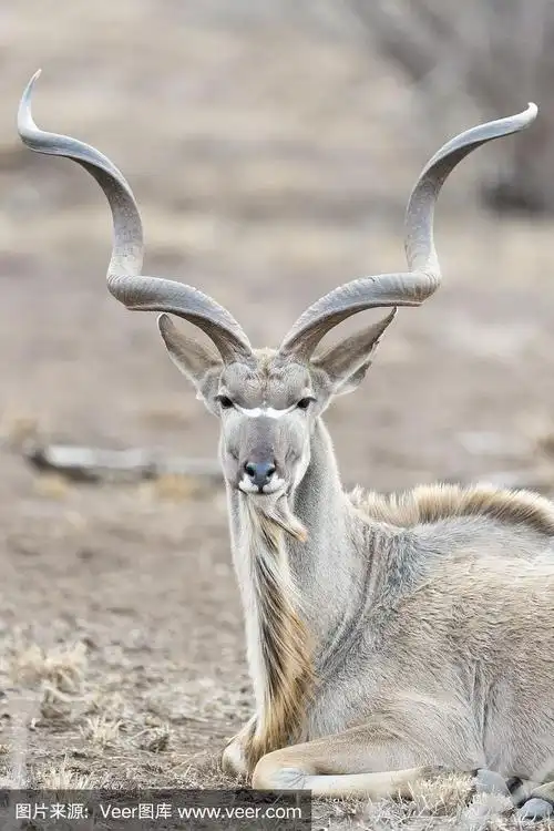 大羚羊(黄斑羚)