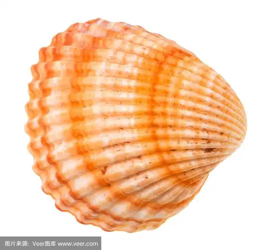 有条纹的橙色贝壳孤立在白色上