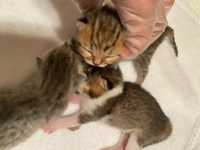 家里的金渐层没看住把蓝白小果果给配了,生下了三只可爱的虎斑宝宝