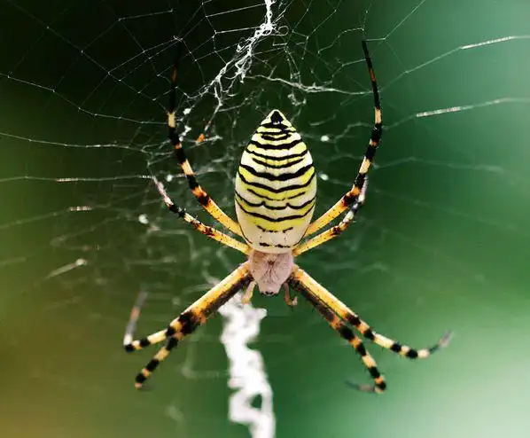 《条纹蜘蛛———耗尽生命筑巢育子》