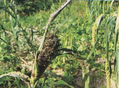 谷子白发病的诊断与防治(图文)