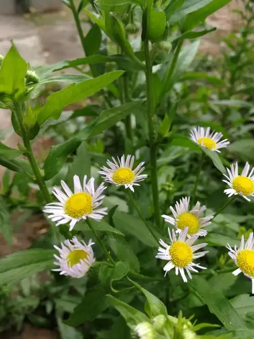 飞蓬花 写美篇清晨推窗,清新湿润的空气迎面吹来,又见这几株小野草