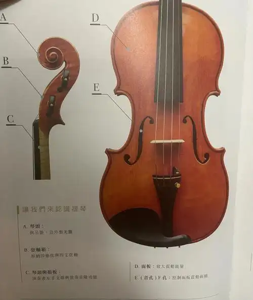 不懂的小白吗 看完这些就基本了解了提琴构造了#小提琴  #大提琴  #小