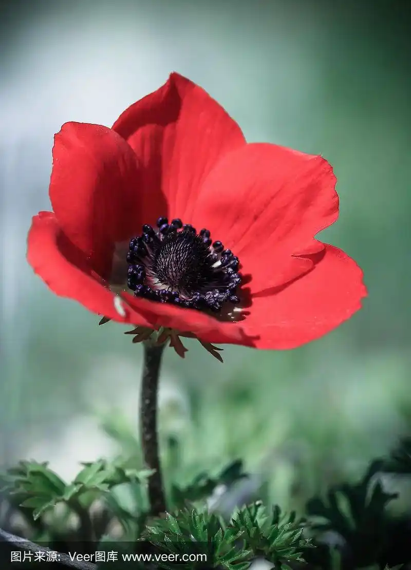 自然界中生长的红色罂粟花