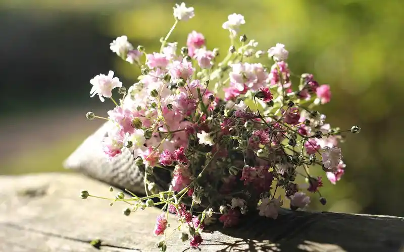 清新淡雅的满天星桌面壁纸