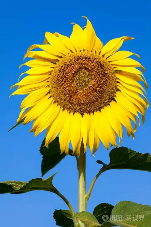 蓝色的天空的太阳花的特写镜头