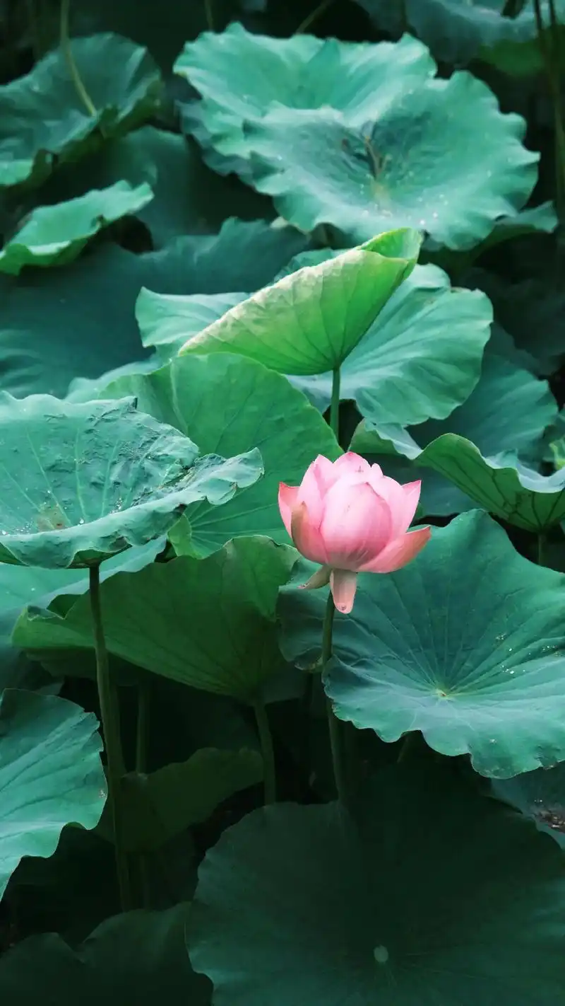 夏至未至,荷花已开.最美的风景,"出淤泥而不染,濯清涟而不妖 - 抖音