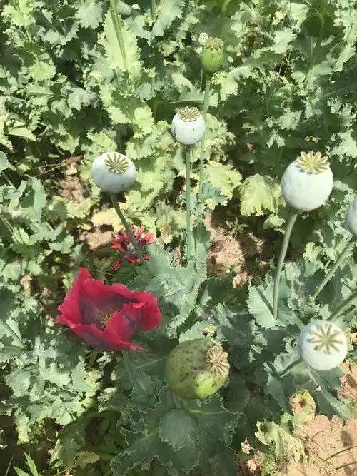 湖滨区禁毒办提醒您,种植这些东西属于违法犯罪 - 美篇