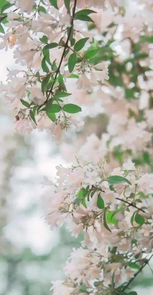 植物花卉高清壁纸护眼唯美小清新挺养眼的