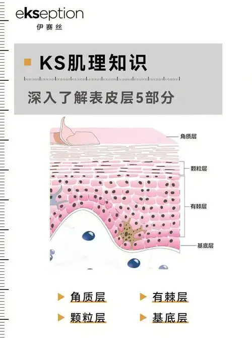 解表皮层5部分676005 74「表皮层」是皮肤的61外最69层