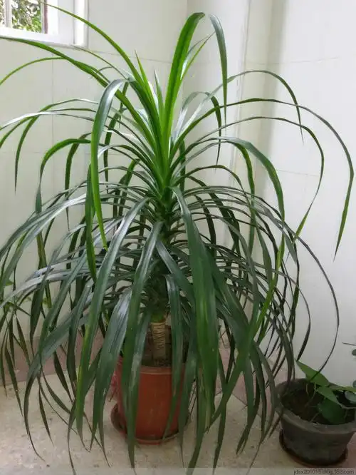 为龙须兰换"鞋" - 谢老师的日志 - 网易博客