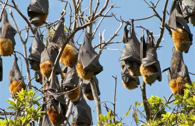 蝙蝠分辨声音的本领很高,耳内具有生物波定位的结构,通过发射生物波并
