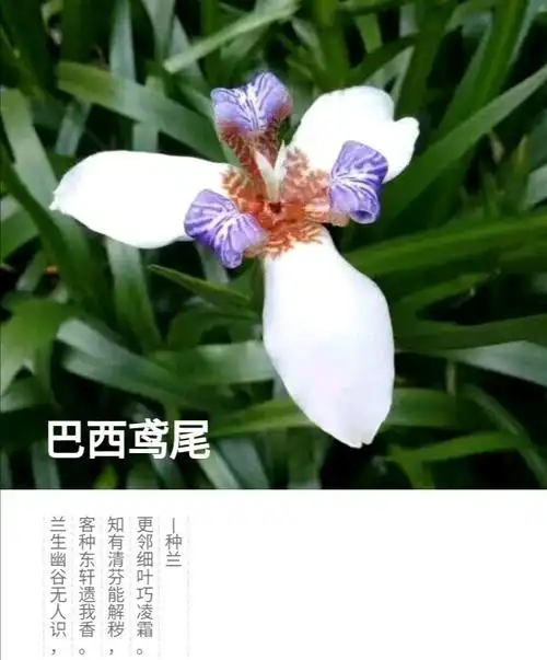巴西鸢尾