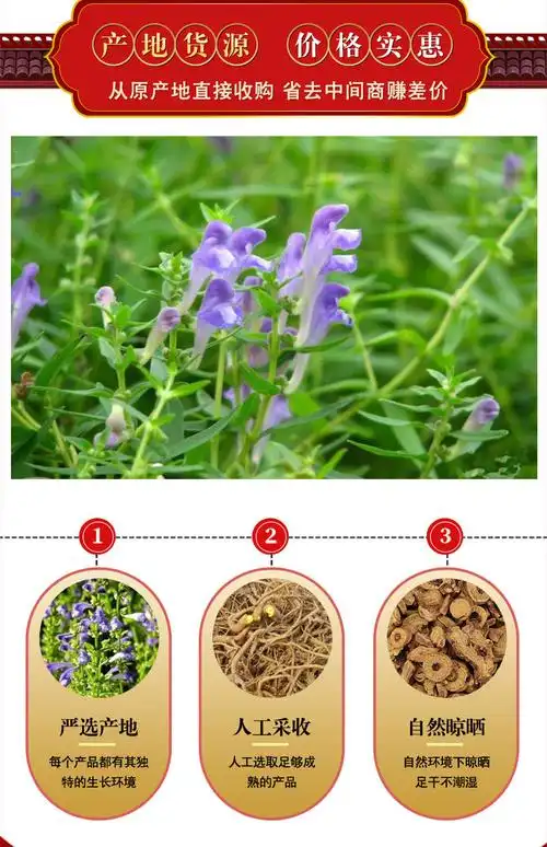 同仁堂内蒙黄芩500g 枯黄芩 枯芯芩 中药材黄芩 黄芩茶【图片 价格