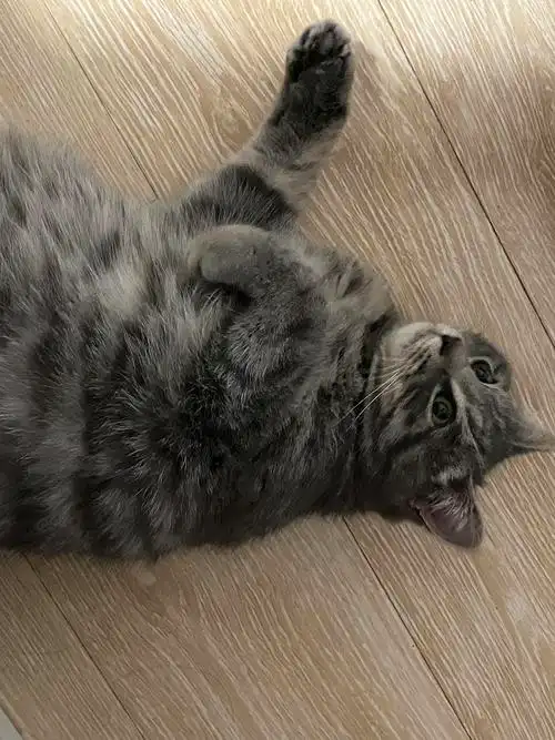 无偿领养狸花英短串串