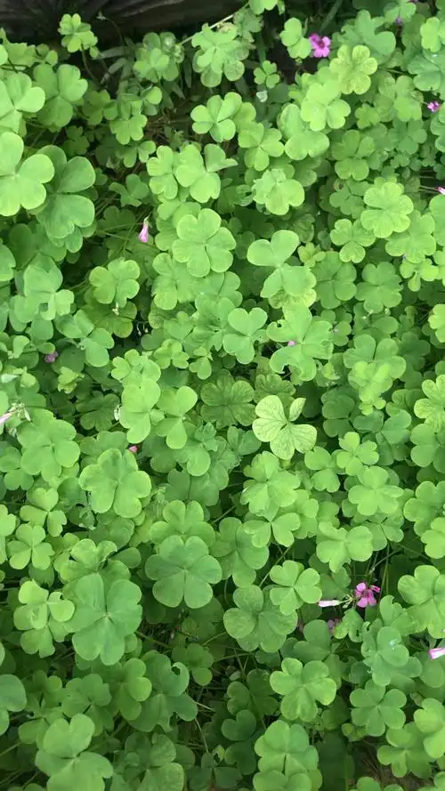 成都武侯祠发现幸运草92,祝大家中秋快乐!