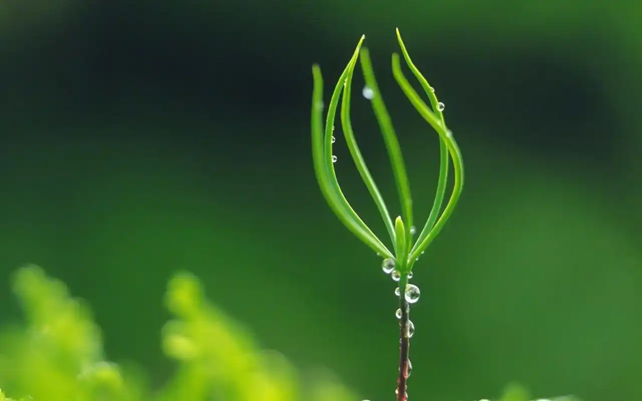 超清护眼绿色植物图片宽屏壁纸
