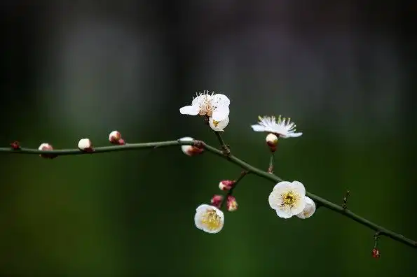 梅花香自苦寒来梅花图片欣赏好看的腊梅花图片大全