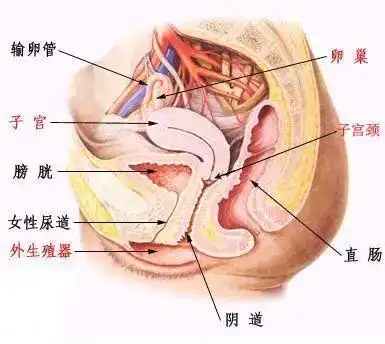 正常子宫是什么样的
