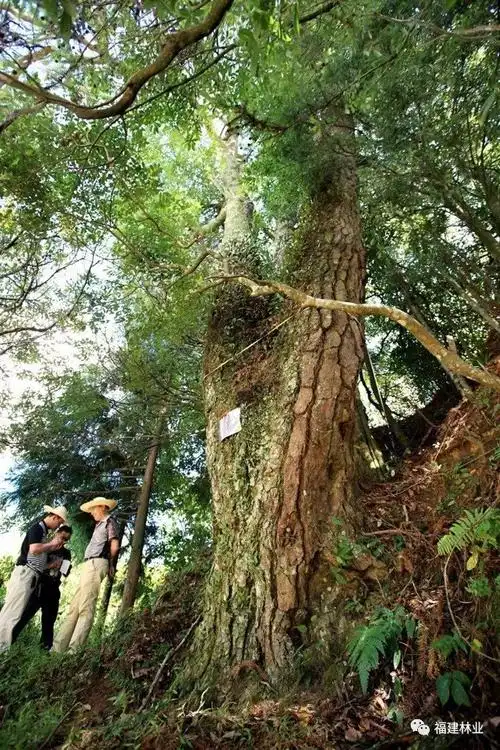 中国最美马尾松据林业专家考证,这棵树至少已生长了近1600年,是世间