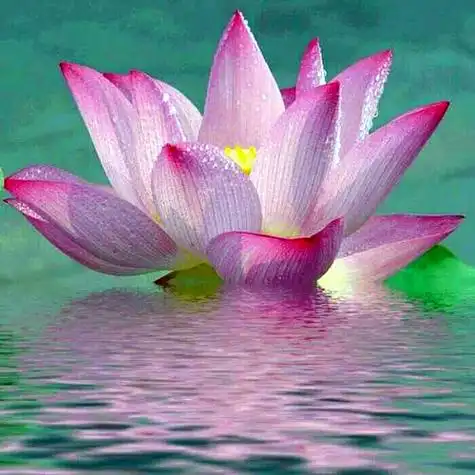 佛系图片头像禅意荷花