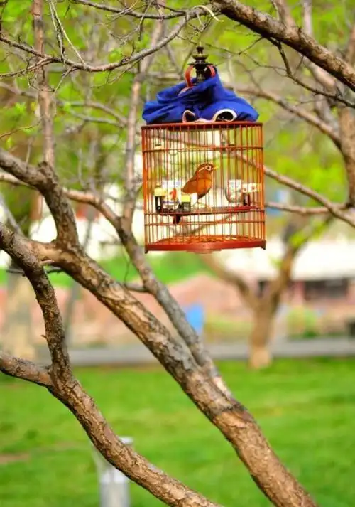 其它 笼中画眉 写美篇公园一隅闻鸟鸣, 婉转悠扬展歌声.
