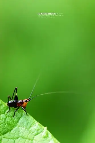 奇妙的昆虫世界(31)悦鸣草螽