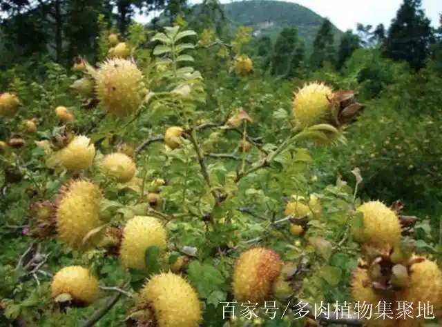 1种"野果树"奇特,黄色的果子长满"刺",以往常去摘,珍贵!