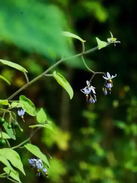 白英.白英,茄科,老家山里常见植物#中药#老家植物图鉴 - 抖音