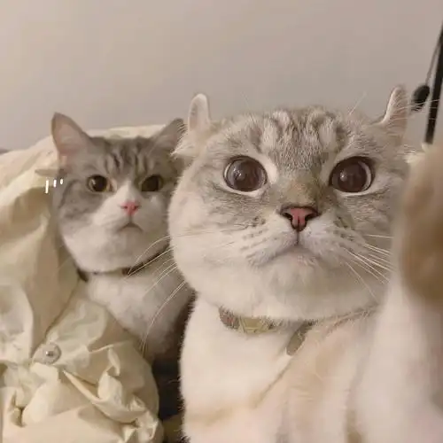 有没有姐妹有这个两只猫抱在一起的头像