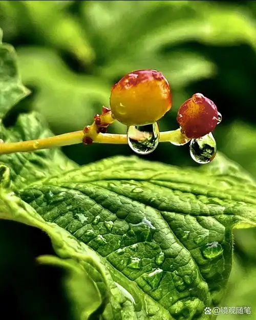 它们粘在植物的枝叶上,阳光映射,晶莹剔透,让人感觉清新而宁静,楚浸