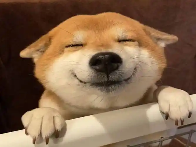 原创柴犬看到铲屎官回家眯眼憨笑主人你回来啦笑容治愈人心